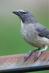 Buff-throated Saltator